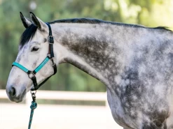 Premium Nylon Breakaway Halter - Atlantis